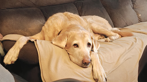 Photo from customer review