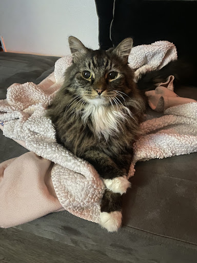 Photo from customer review