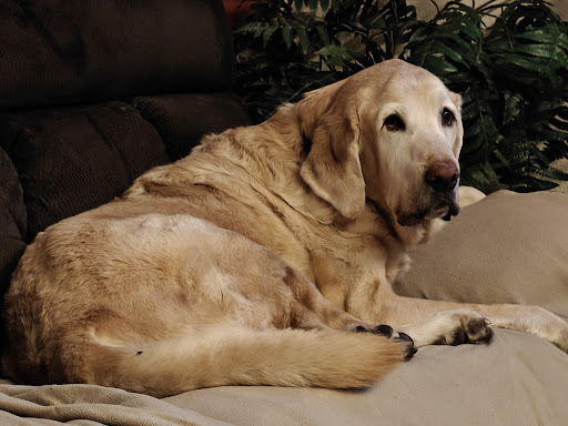 Photo from customer review