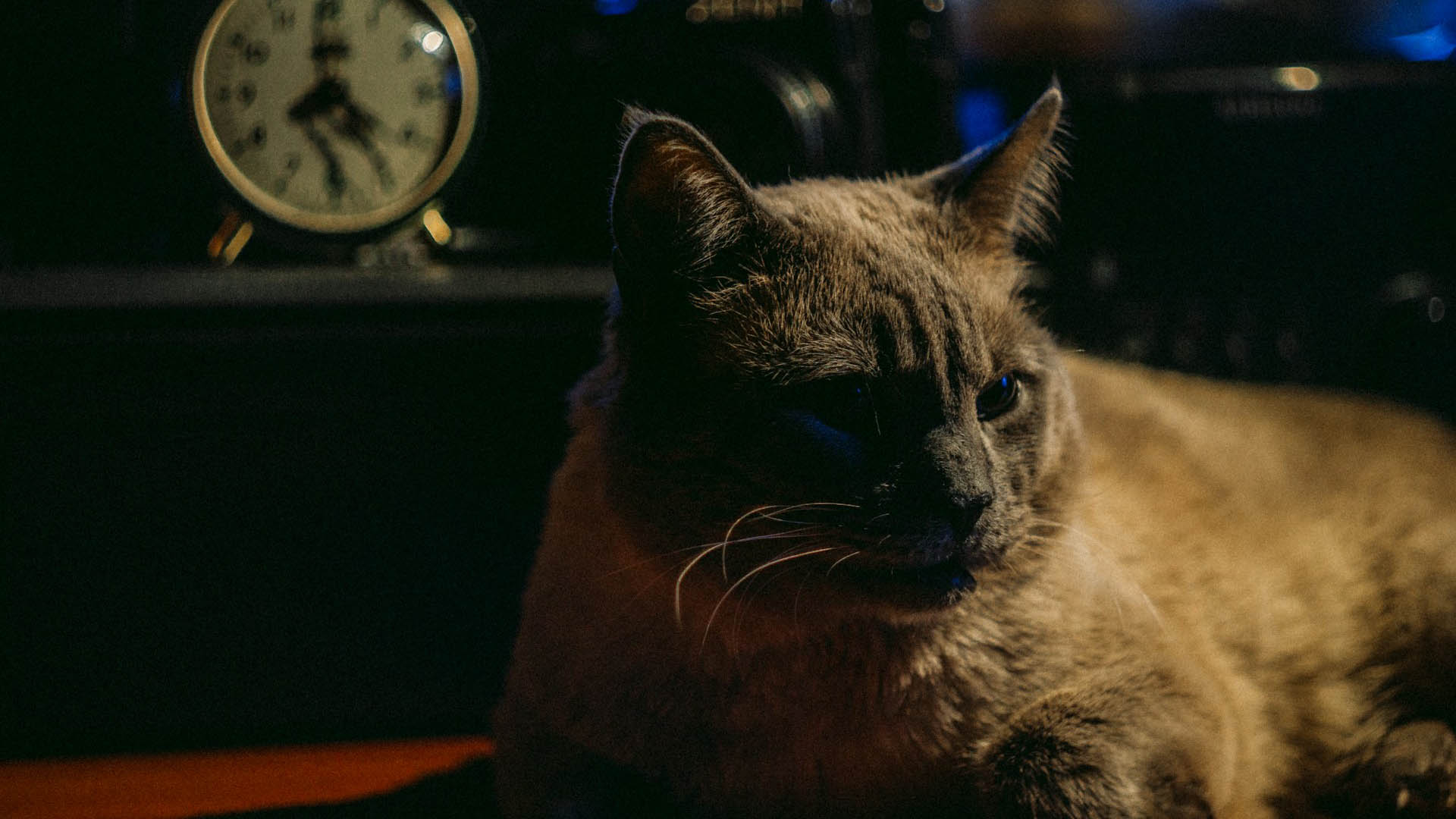 Elderly cat sitting in front of clock