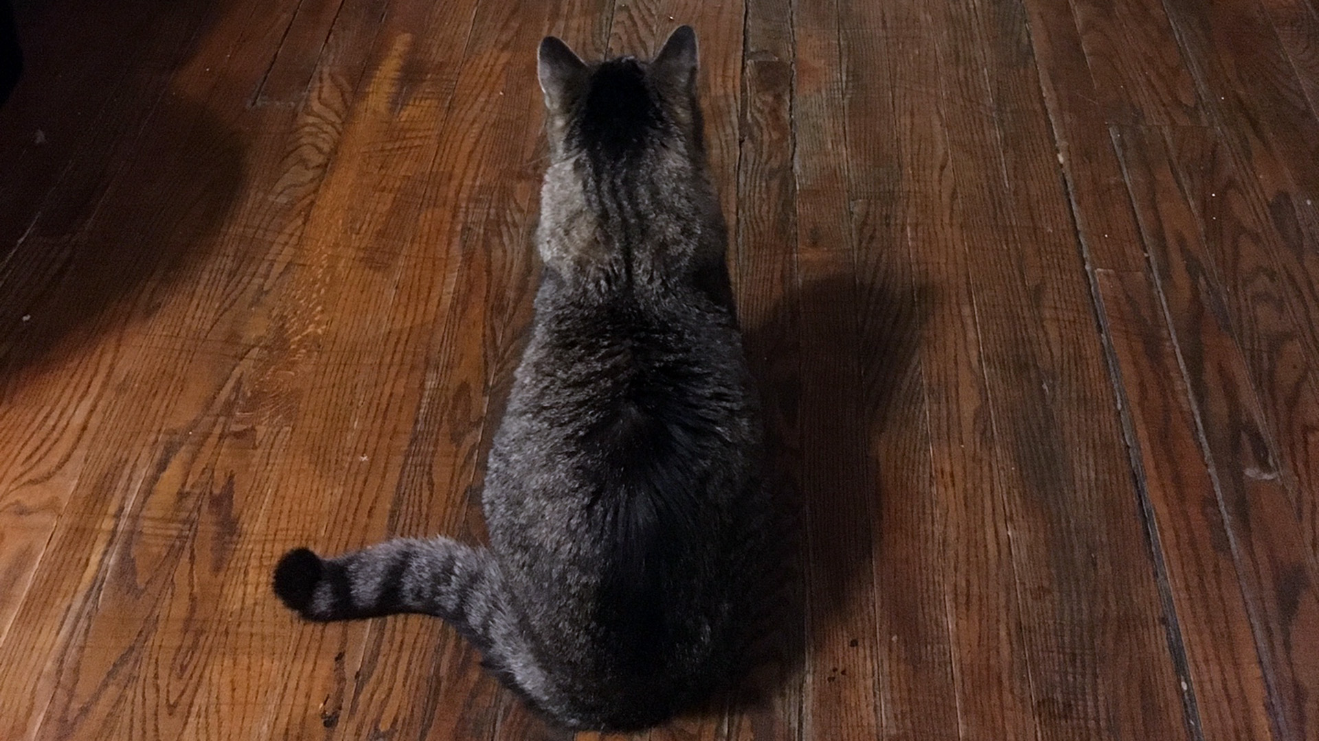 Cat on brown wooden floor looking into the distance.