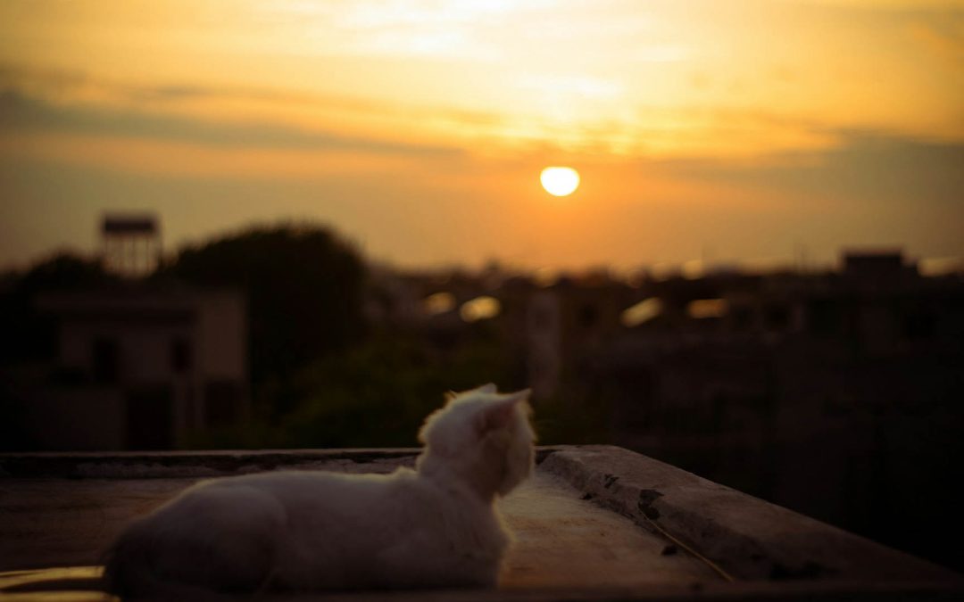 Coping With Pet Loss: Finding Comfort After In-Home Pet Euthanasia