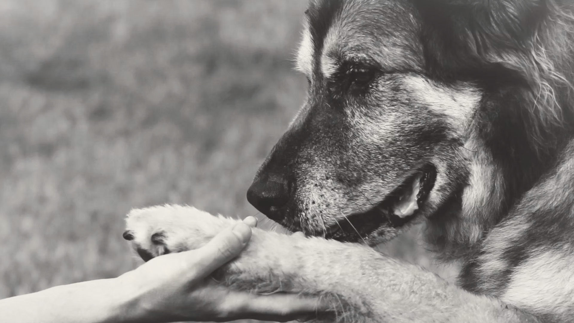 Person holding a dog's paw, symbolizing love, comfort, and compassionate pet care with Peace for Paws in Las Vegas