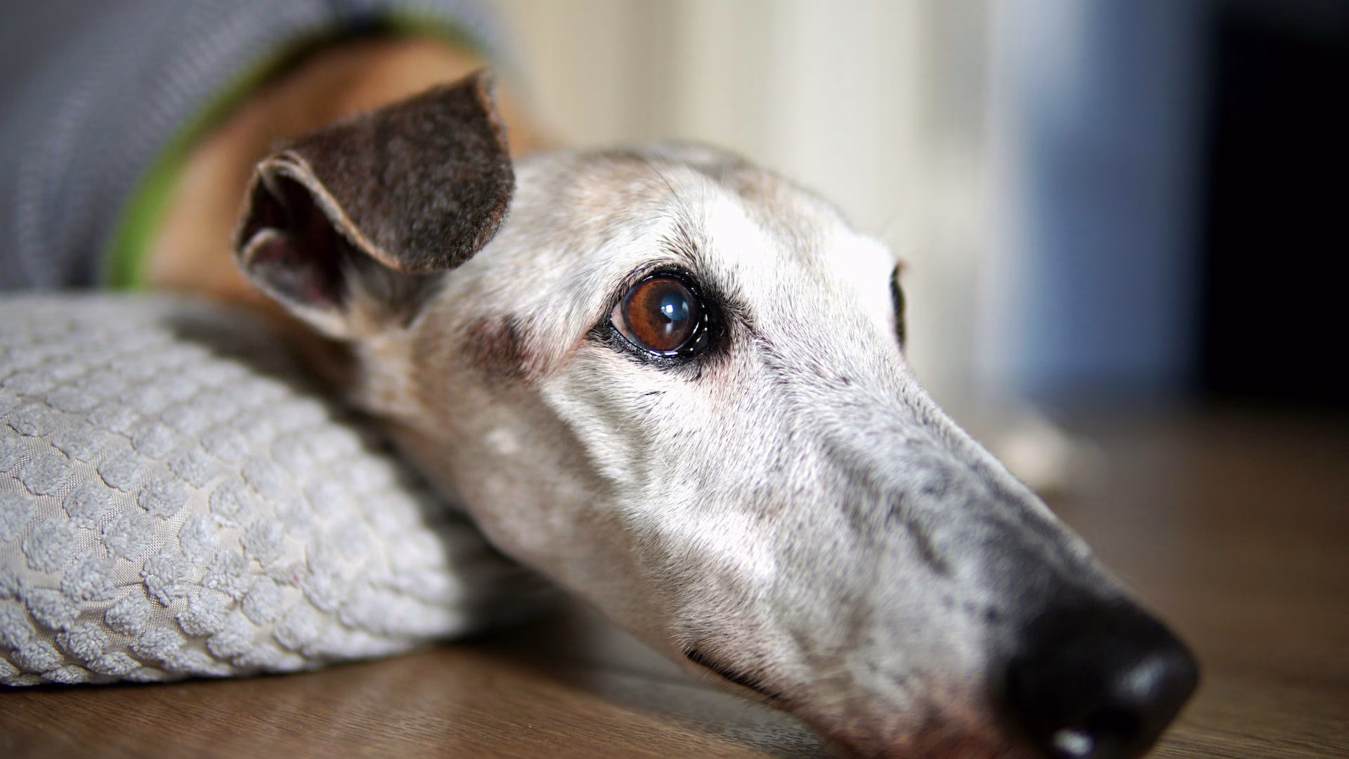 Senior white dog laying on the floor