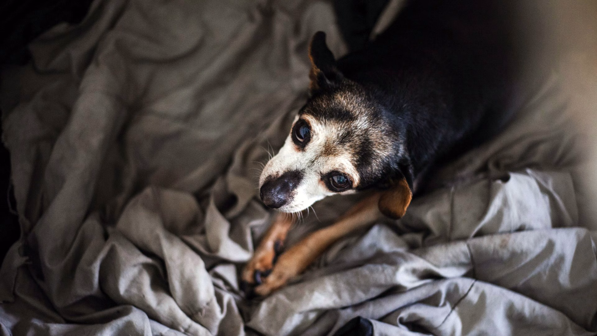 Small chihuahua dog with awaiting in-home pet euthanasia
