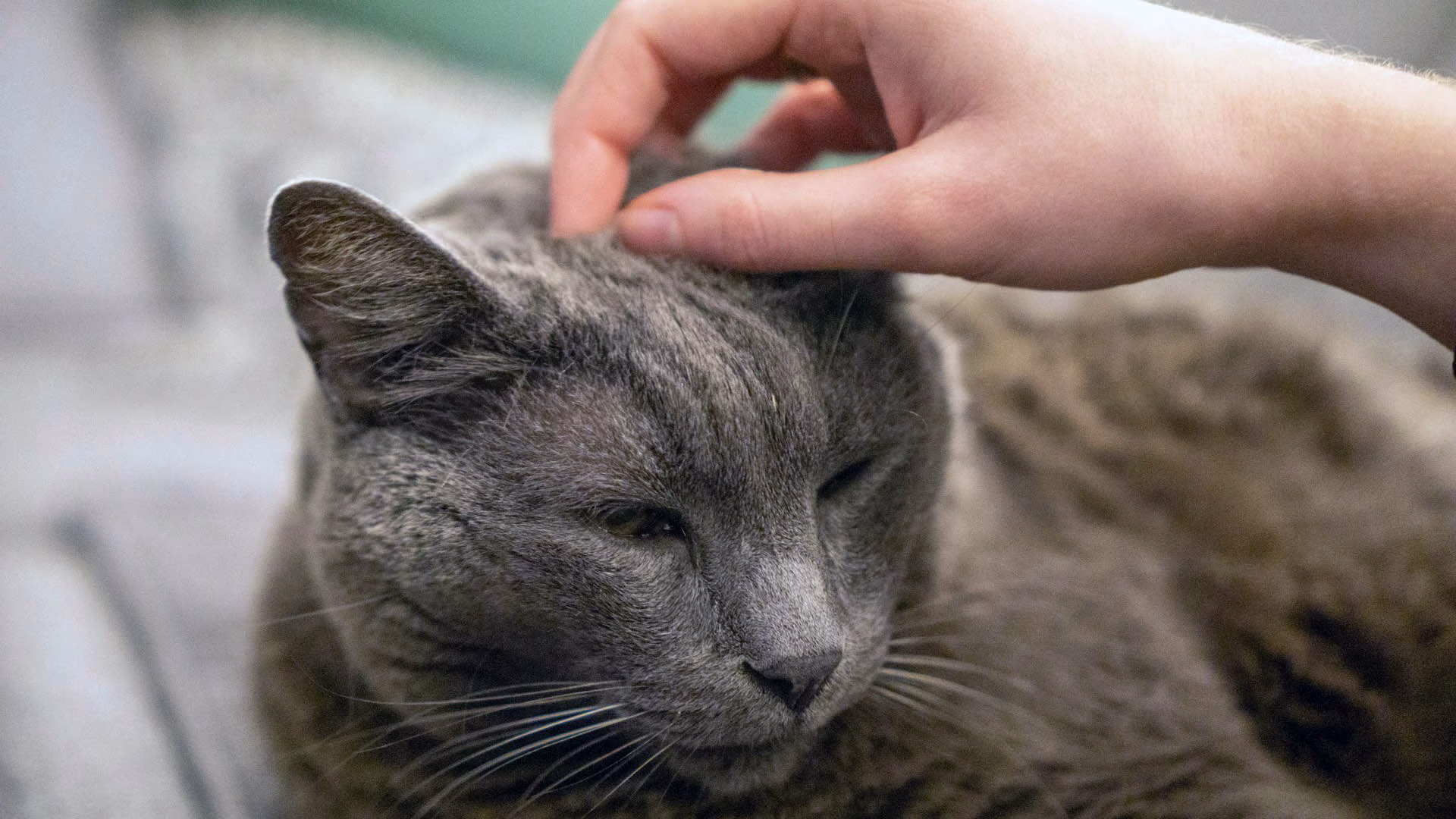 Senior cat in Las Vegas home being loved by family.