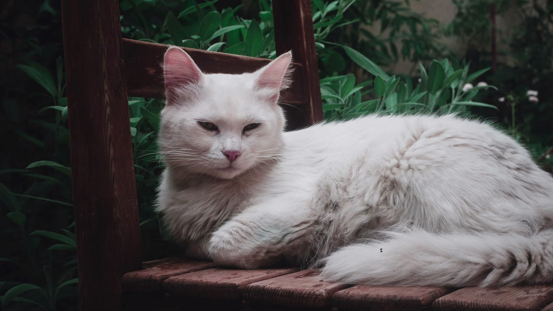 Elderly white cat sitting on chair